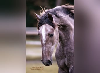 PRE, Caballo castrado, 3 años, 157 cm, Tordo