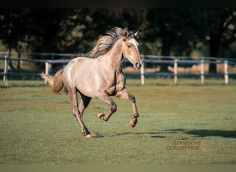 PRE, Caballo castrado, 3 años, 157 cm, Tordo