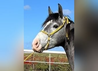 PRE Mestizo, Caballo castrado, 3 años, 158 cm