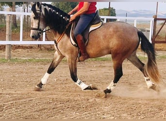 PRE Mestizo, Caballo castrado, 3 años, 158 cm