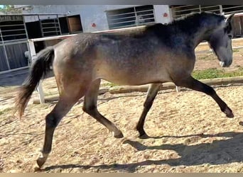 PRE Mestizo, Caballo castrado, 3 años, 158 cm