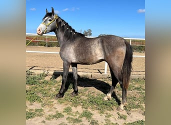 PRE Mestizo, Caballo castrado, 3 años, 158 cm