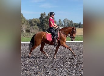 PRE, Caballo castrado, 3 años, 158 cm, Castaño rojizo