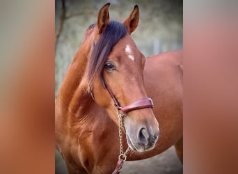 PRE Mestizo, Caballo castrado, 3 años, 158 cm, Castaño rojizo