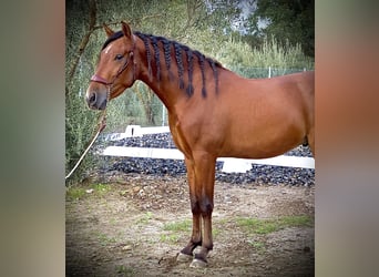 PRE Mestizo, Caballo castrado, 3 años, 158 cm, Castaño rojizo