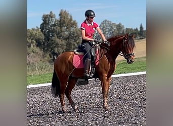 PRE, Caballo castrado, 3 años, 158 cm, Castaño rojizo