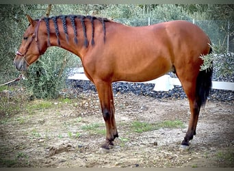 PRE Mestizo, Caballo castrado, 3 años, 158 cm, Castaño rojizo