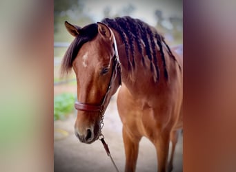 PRE Mestizo, Caballo castrado, 3 años, 158 cm, Castaño rojizo