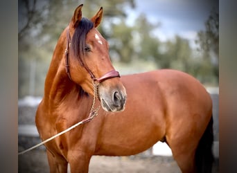 PRE Mestizo, Caballo castrado, 3 años, 158 cm, Castaño rojizo