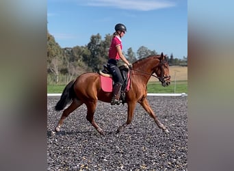 PRE, Caballo castrado, 3 años, 158 cm, Castaño rojizo