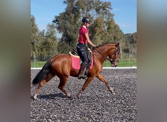 PRE, Caballo castrado, 3 años, 158 cm, Castaño rojizo