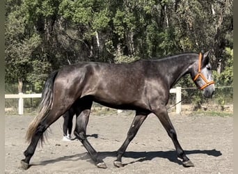 PRE, Caballo castrado, 3 años, 159 cm, Tordo