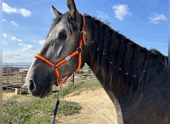 PRE, Caballo castrado, 3 años, 159 cm, Tordo