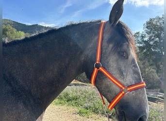 PRE, Caballo castrado, 3 años, 159 cm, Tordo