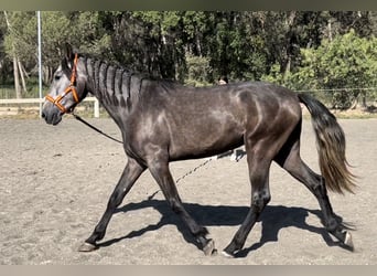 PRE, Caballo castrado, 3 años, 159 cm, Tordo