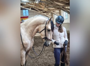 PRE, Caballo castrado, 3 años, 160 cm, Bayo