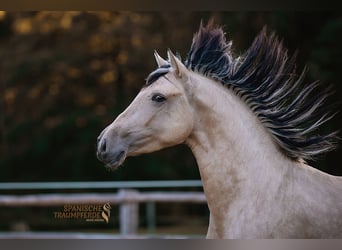 PRE, Caballo castrado, 3 años, 160 cm, Bayo