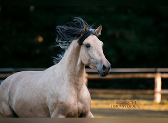 PRE, Caballo castrado, 3 años, 160 cm, Bayo