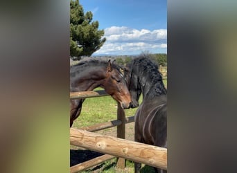PRE, Caballo castrado, 3 años, 160 cm, Castaño oscuro