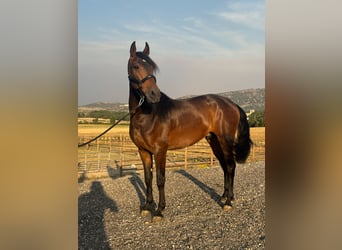 PRE Mestizo, Caballo castrado, 3 años, 160 cm, Castaño oscuro