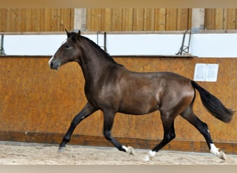 PRE, Caballo castrado, 3 años, 160 cm, Castaño