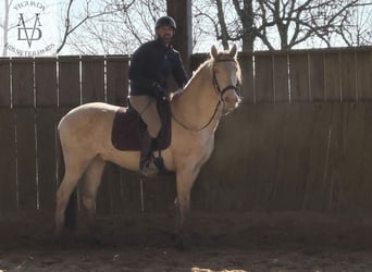 PRE Mestizo, Caballo castrado, 3 años, 160 cm, Cremello