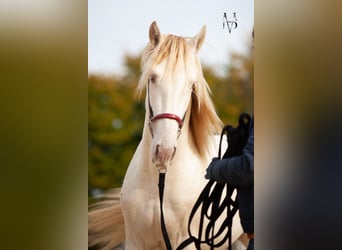 PRE Mestizo, Caballo castrado, 3 años, 160 cm, Cremello