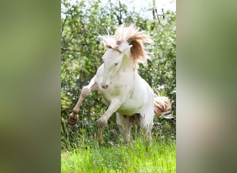 PRE Mestizo, Caballo castrado, 3 años, 160 cm, Cremello