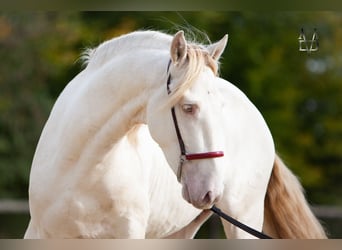 PRE Mestizo, Caballo castrado, 3 años, 160 cm, Cremello