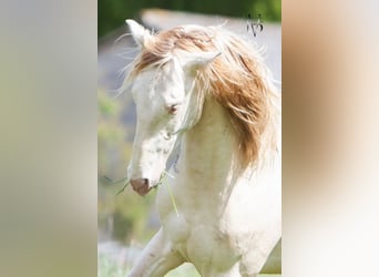 PRE Mestizo, Caballo castrado, 3 años, 160 cm, Cremello