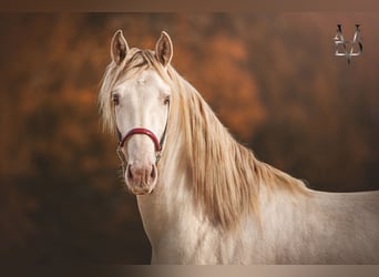 PRE Mestizo, Caballo castrado, 3 años, 160 cm, Cremello