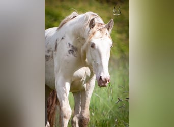 PRE Mestizo, Caballo castrado, 3 años, 160 cm, Cremello