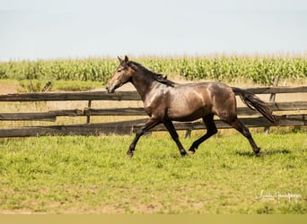 PRE Mestizo, Caballo castrado, 3 años, 160 cm, Musgo marrón