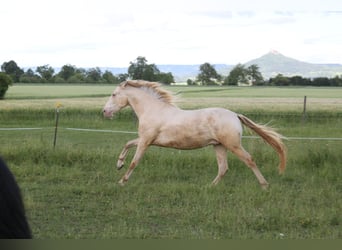 PRE, Caballo castrado, 3 años, 160 cm, Perlino