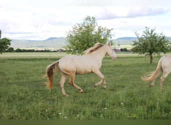 PRE, Caballo castrado, 3 años, 160 cm, Perlino