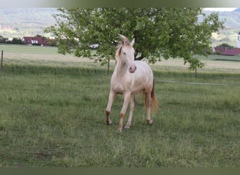 PRE, Caballo castrado, 3 años, 160 cm, Perlino