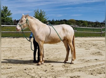 PRE, Caballo castrado, 3 años, 160 cm, Perlino
