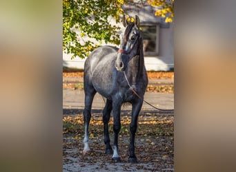 PRE, Caballo castrado, 3 años, 160 cm, Tordo