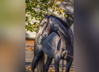 PRE, Caballo castrado, 3 años, 160 cm, Tordo