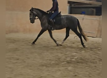 PRE, Caballo castrado, 3 años, 160 cm, Tordo