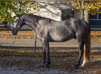 PRE, Caballo castrado, 3 años, 160 cm, Tordo