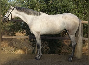 PRE, Caballo castrado, 3 años, 160 cm, Tordo