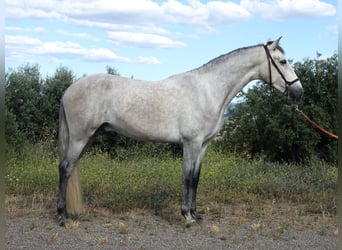 PRE, Caballo castrado, 3 años, 160 cm, Tordo