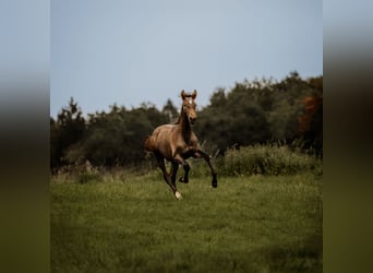 PRE Mestizo, Caballo castrado, 3 años, 160 cm, Tordo
