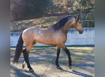 PRE Mestizo, Caballo castrado, 3 años, 160 cm, Tordo rodado