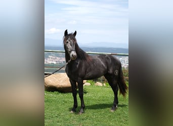 PRE Mestizo, Caballo castrado, 3 años, 160 cm, Tordo rodado