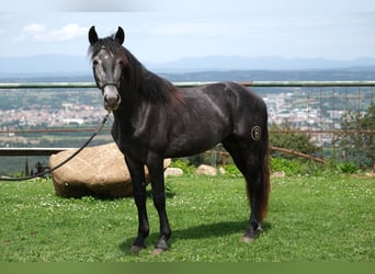 PRE Mestizo, Caballo castrado, 3 años, 160 cm, Tordo rodado