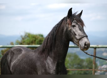 PRE Mestizo, Caballo castrado, 3 años, 160 cm, Tordo rodado