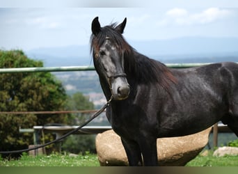 PRE Mestizo, Caballo castrado, 3 años, 160 cm, Tordo rodado