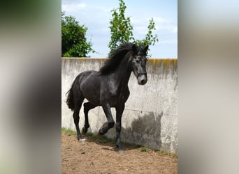 PRE Mestizo, Caballo castrado, 3 años, 160 cm, Tordo rodado